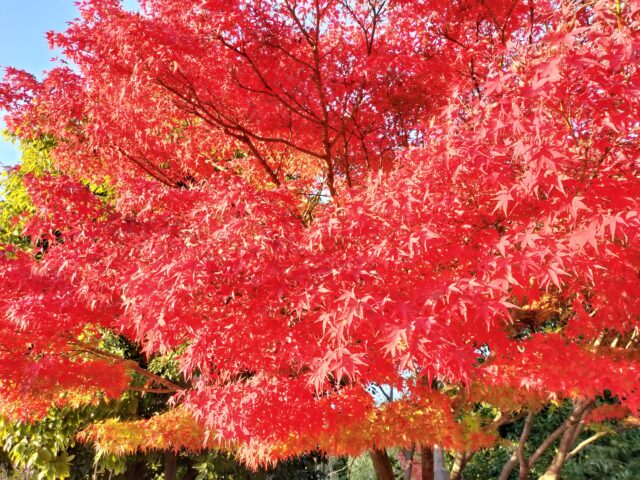 【白鳥庭園 紅葉2025】昼と夜で表情が変わる!青紫のライトアップが美しい庭園レポ