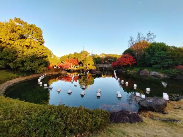 【白鳥庭園 紅葉2025】昼と夜で表情が変わる!青紫のライトアップが美しい庭園レポ