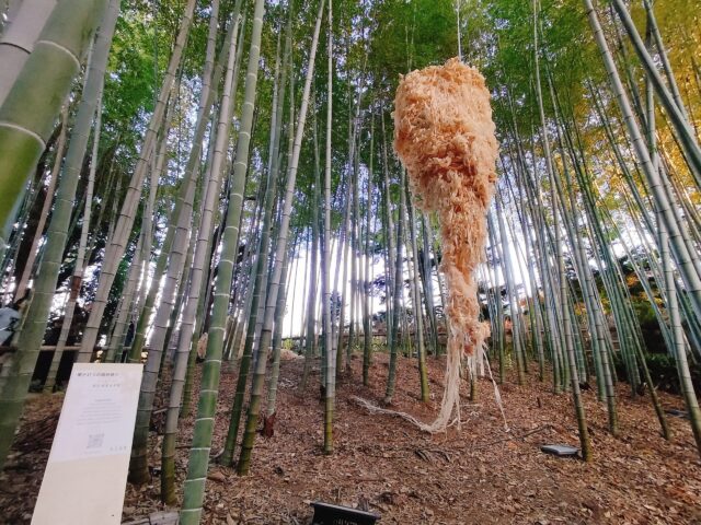 【白鳥庭園 紅葉2025】昼と夜で表情が変わる!青紫のライトアップが美しい庭園レポ