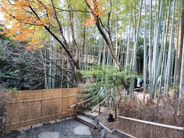 【白鳥庭園 紅葉2025】昼と夜で表情が変わる!青紫のライトアップが美しい庭園レポ