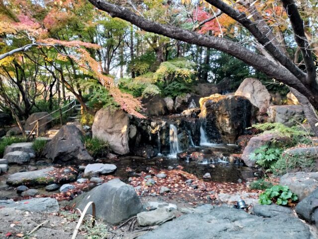 【白鳥庭園 紅葉2025】昼と夜で表情が変わる!青紫のライトアップが美しい庭園レポ