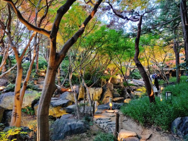 【白鳥庭園 紅葉2025】昼と夜で表情が変わる!青紫のライトアップが美しい庭園レポ