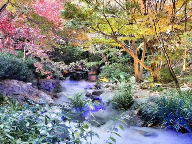 【白鳥庭園 紅葉2025】昼と夜で表情が変わる!青紫のライトアップが美しい庭園レポ