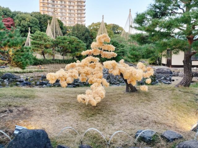 【白鳥庭園 紅葉2025】昼と夜で表情が変わる!青紫のライトアップが美しい庭園レポ