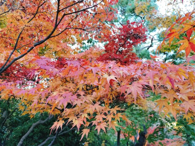 【白鳥庭園 紅葉2025】昼と夜で表情が変わる!青紫のライトアップが美しい庭園レポ