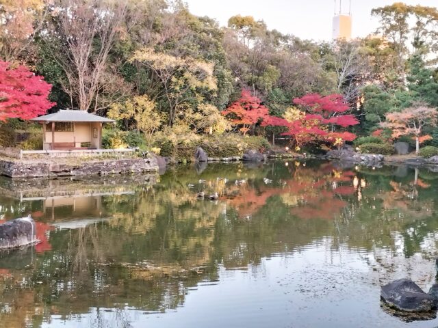 【白鳥庭園 紅葉2025】昼と夜で表情が変わる!青紫のライトアップが美しい庭園レポ