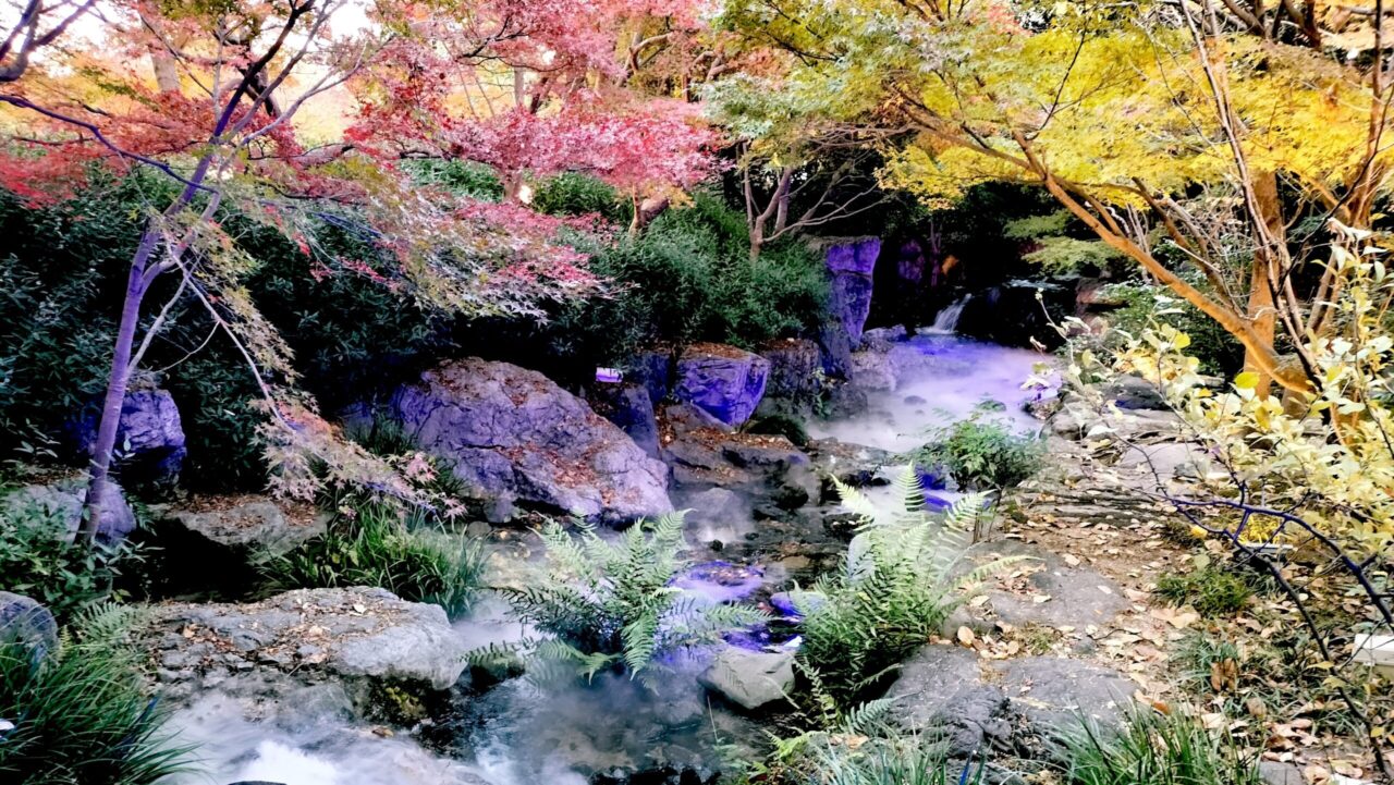 【白鳥庭園 紅葉2025】昼と夜で表情が変わる！青紫のライトアップが美しい庭園レポ
